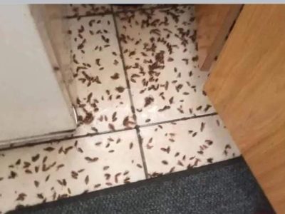 WhatsApp Image 2025-04-01 at 10.15.51 AM